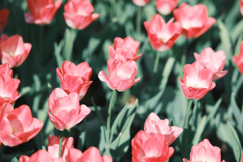 粉色郁金香花海綻放
