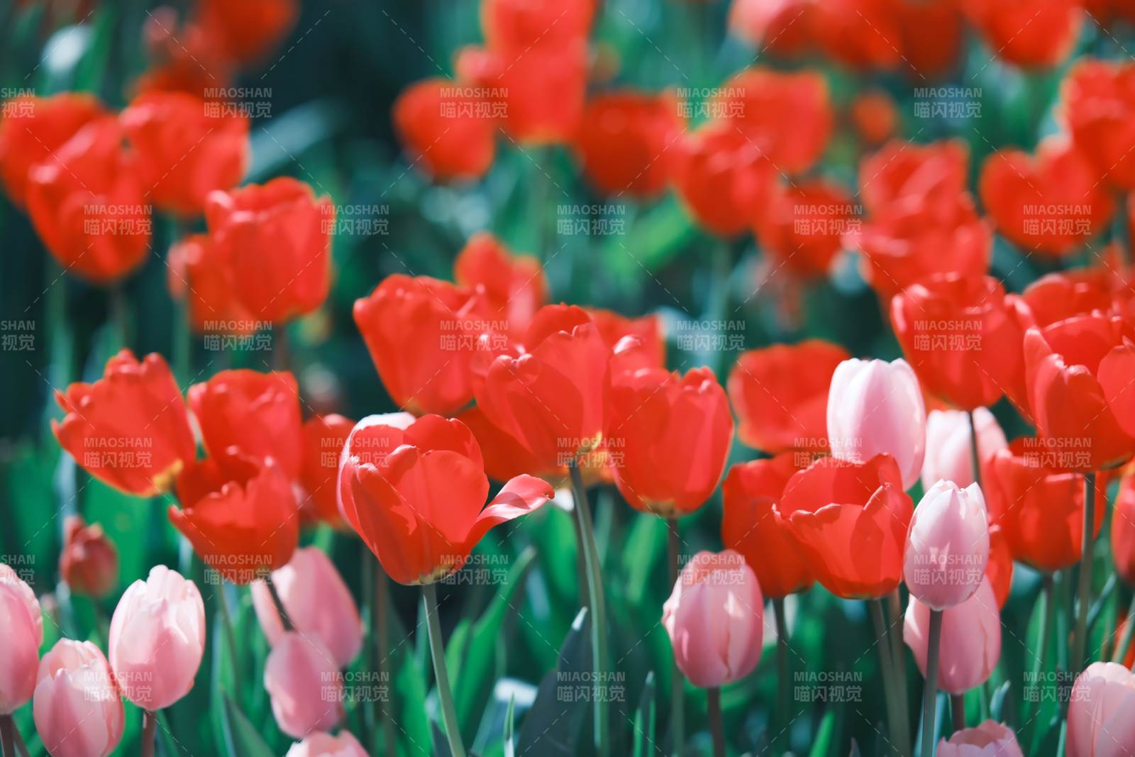 紅粉相間的郁金香花海