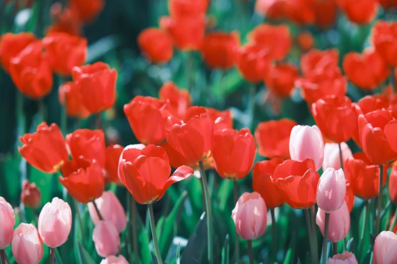 紅粉相間的郁金香花海