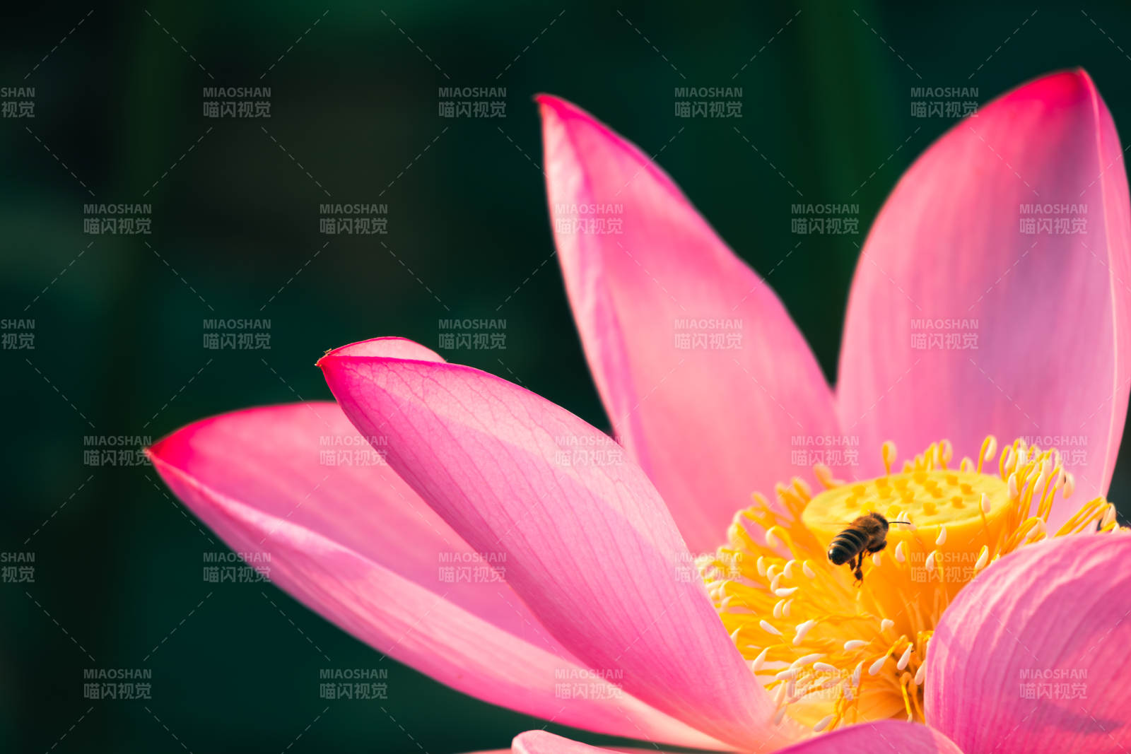 蜜蜂采蜜蓮花心