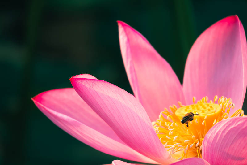 蜜蜂采蜜蓮花心