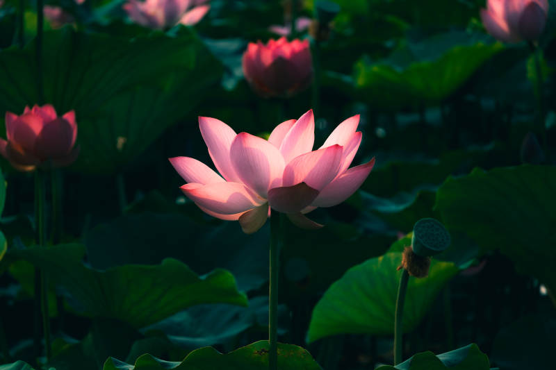蓮花靜謐 綠葉相伴