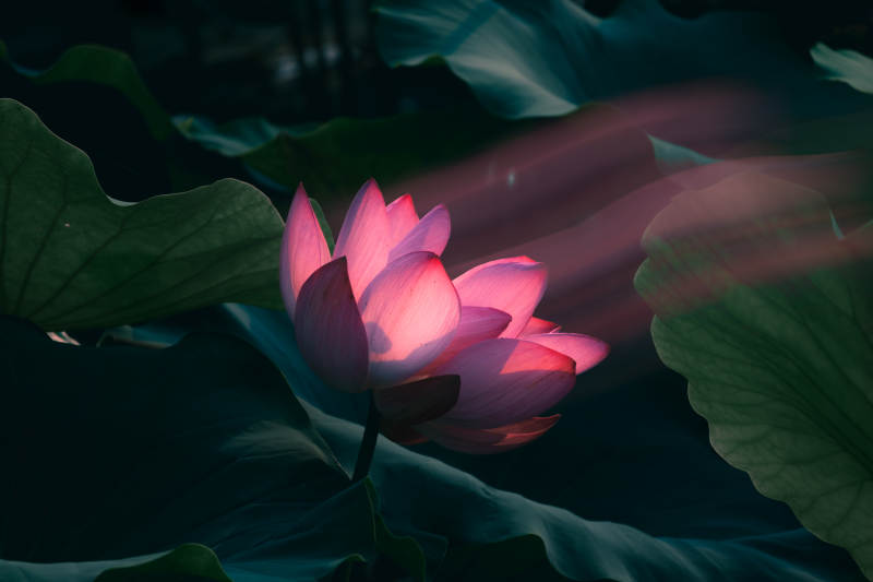 夜色中的蓮花綻放