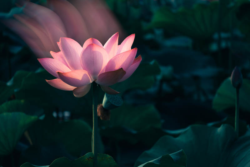 蓮花靜謐 晨光映照