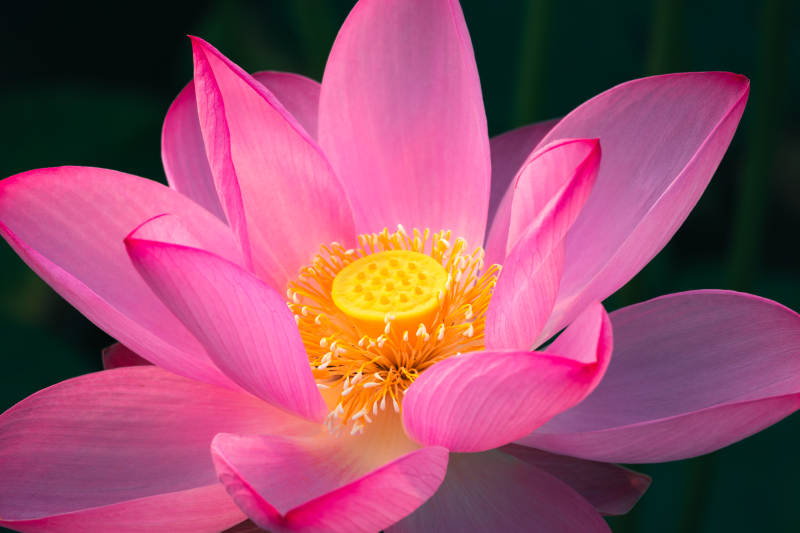 粉色蓮花綻放之美
