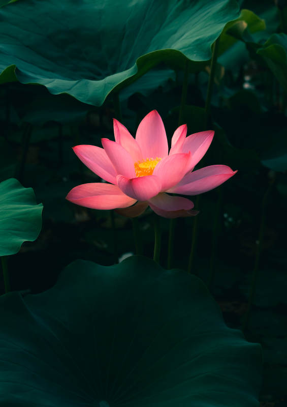 粉蓮靜謐 綠葉相伴