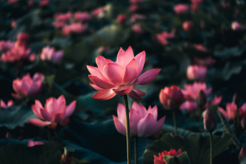 池中綻放的粉色蓮花