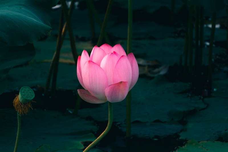 靜謐池塘中的粉色蓮花