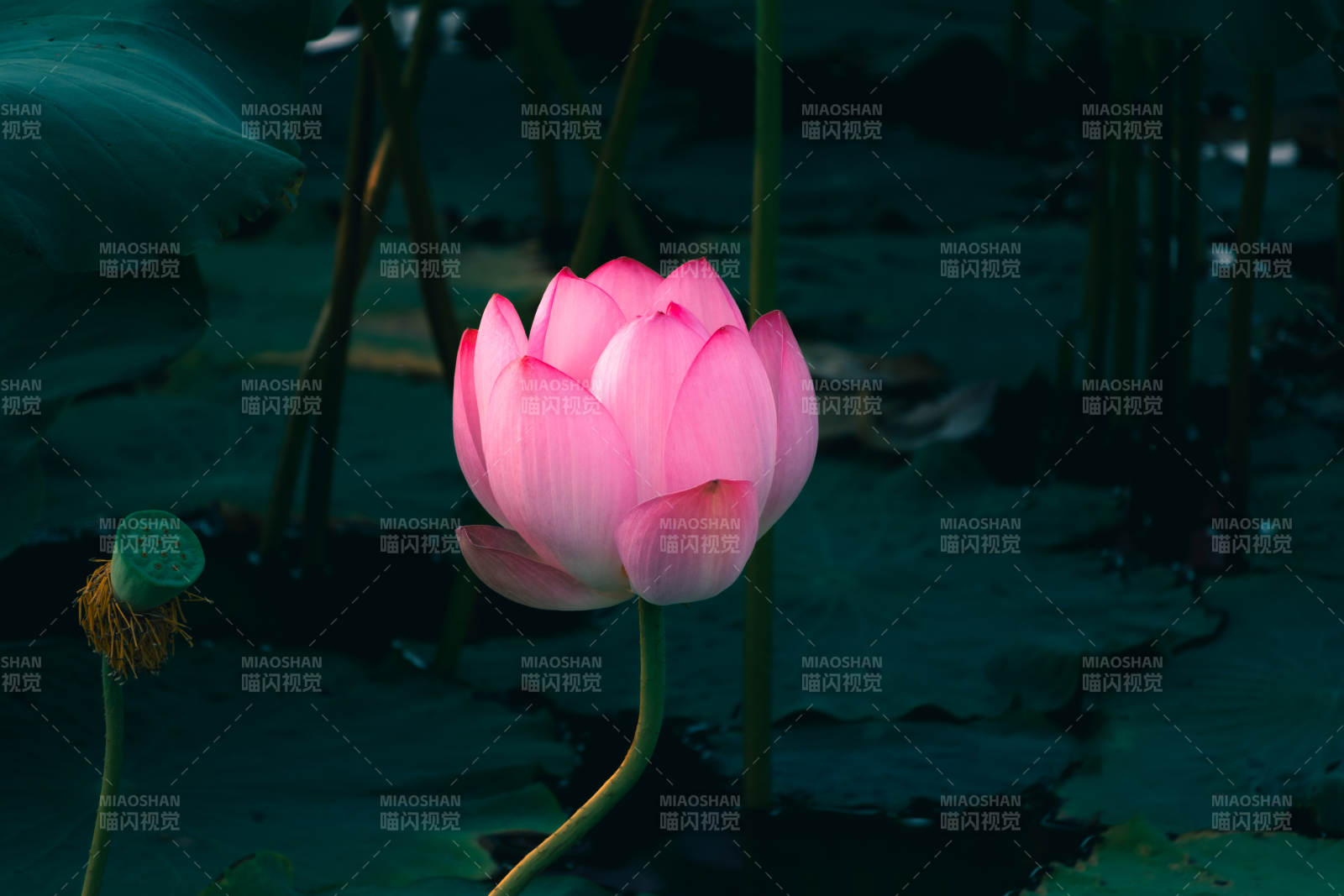 靜謐池塘中的粉色蓮花