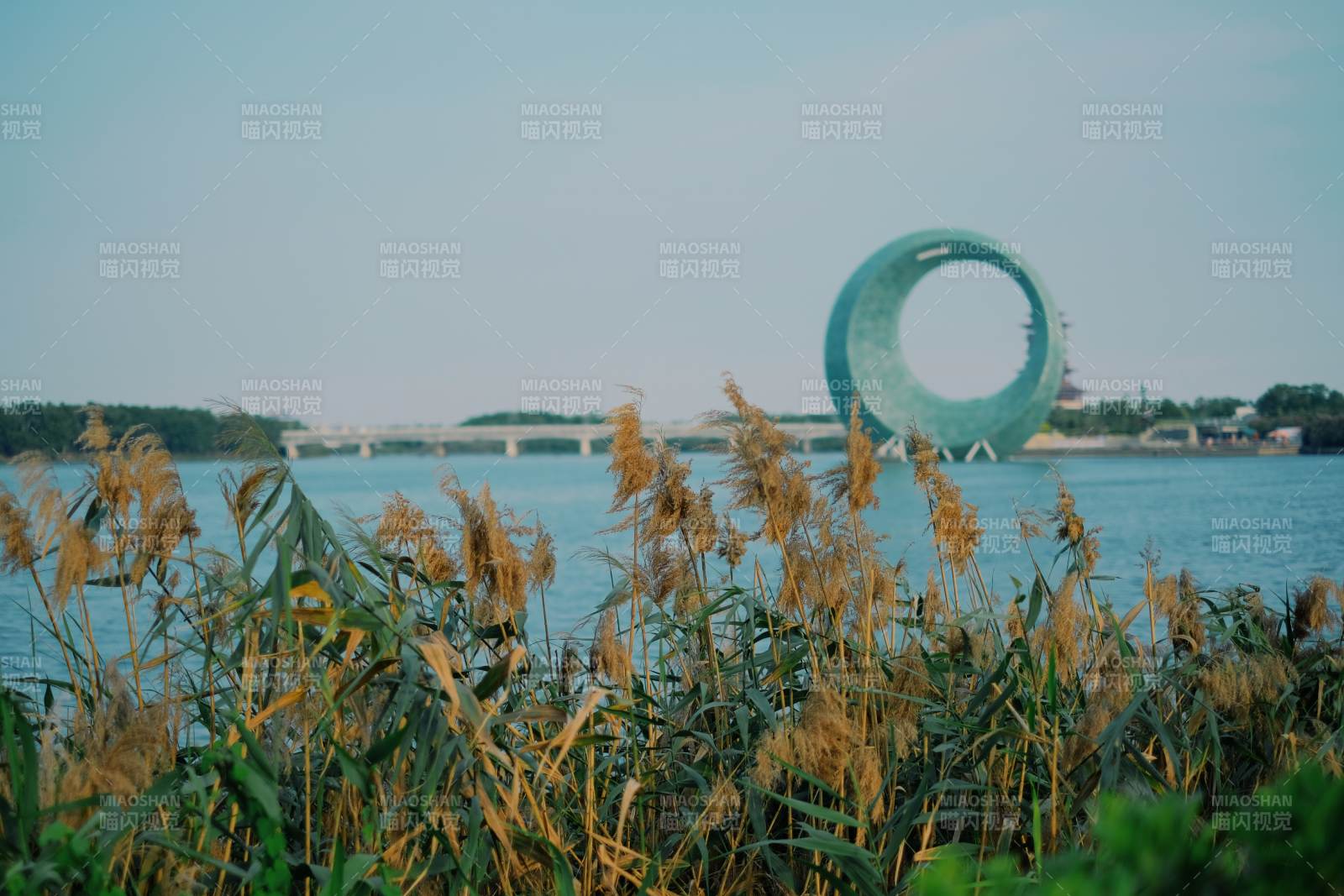 廈門集美湖畔月光環與蘆葦