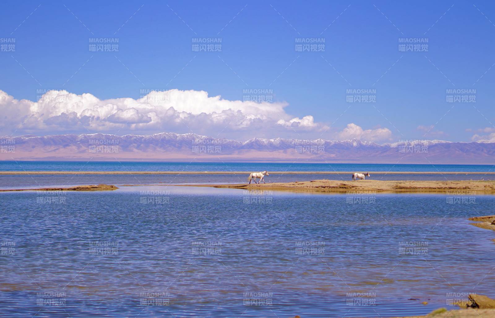 青海湖邊的馬