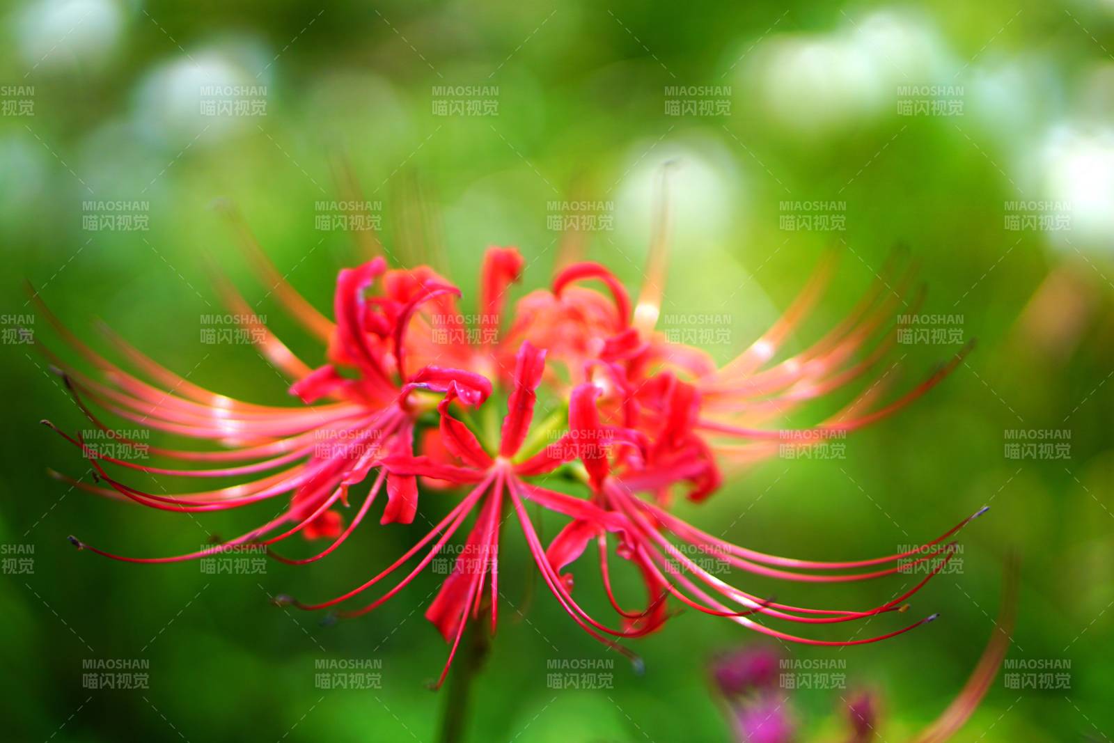 紅蜘蛛花的美麗瞬間