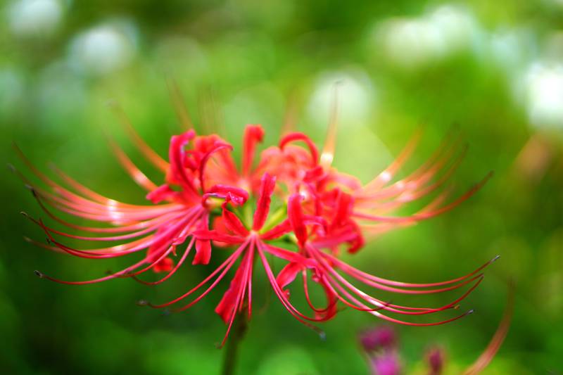 紅蜘蛛花的美麗瞬間