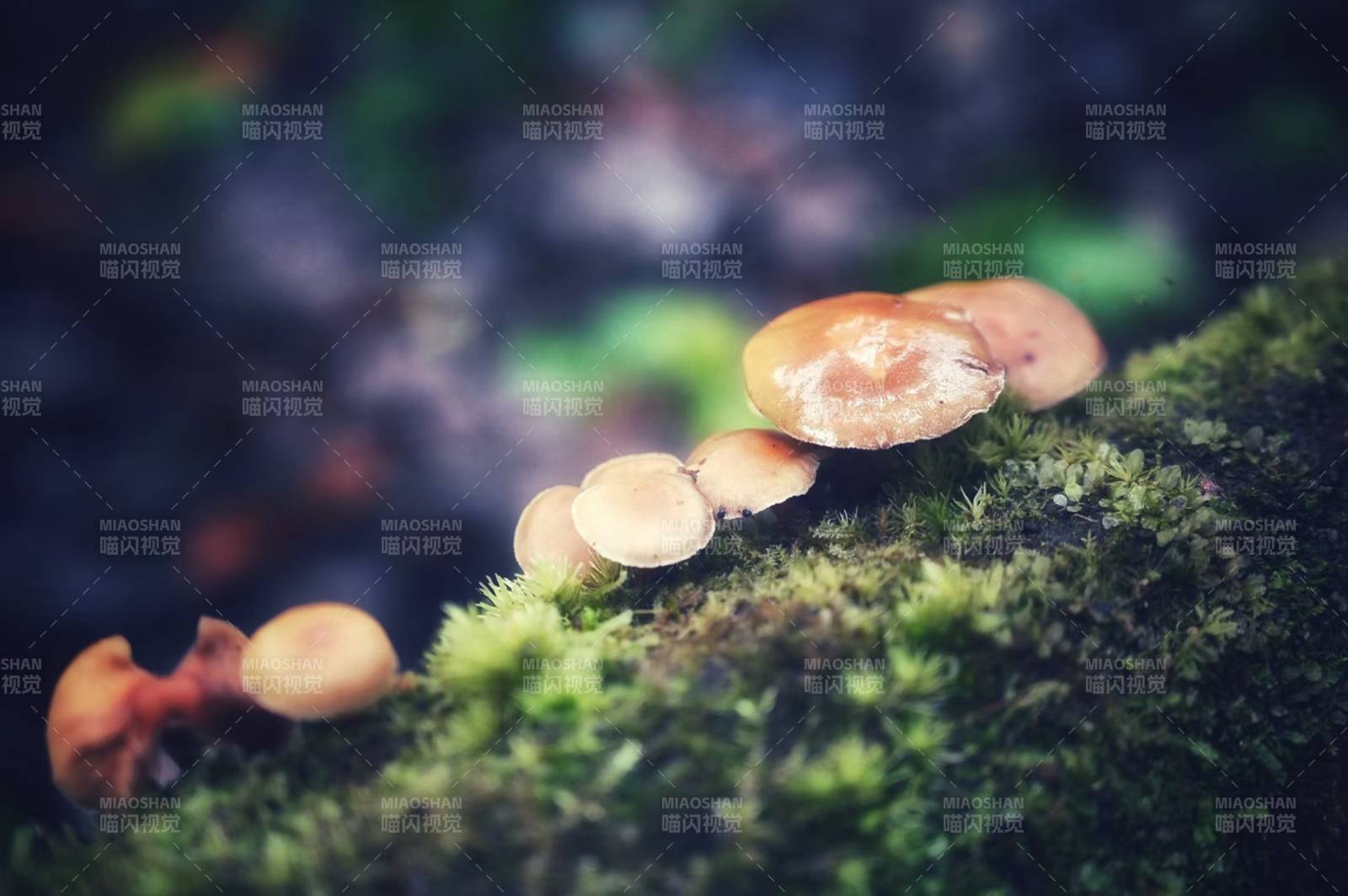 森林中的蘑菇群