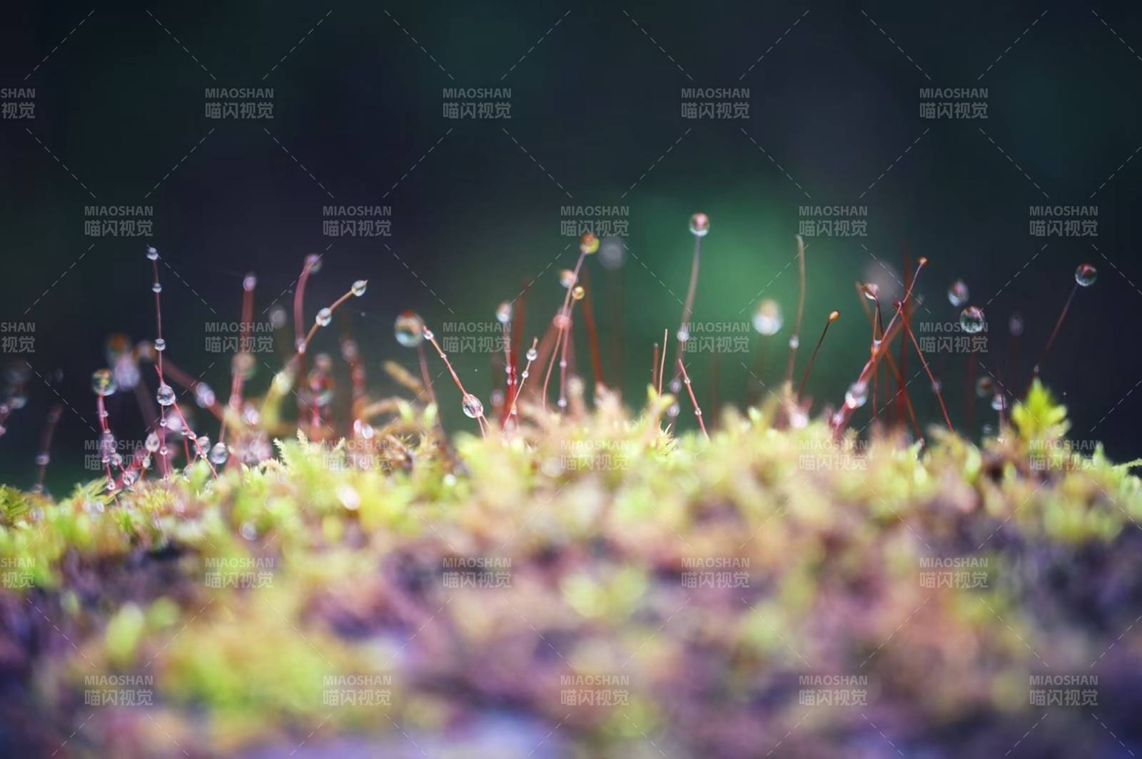 晨露滴落苔蘚間