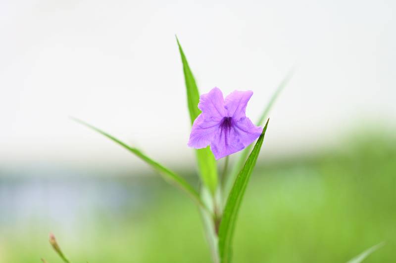 紫色小花在綠葉中綻放