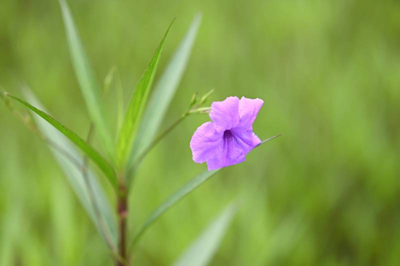 紫色小花在綠葉中綻放