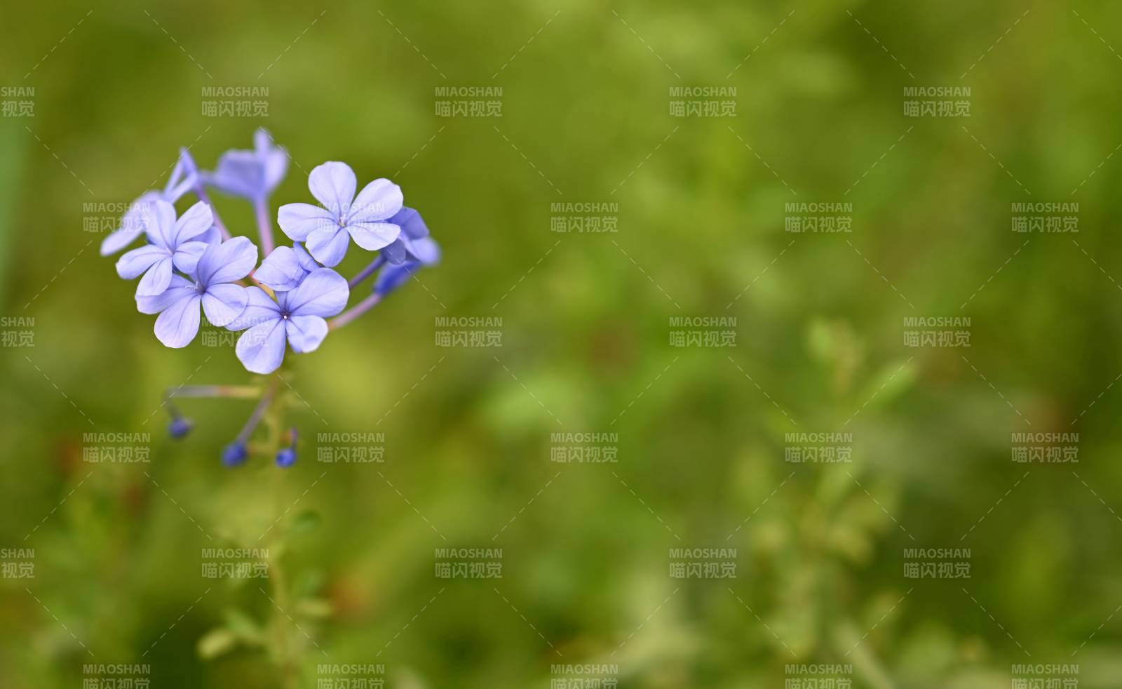 紫色小花在綠葉中綻放
