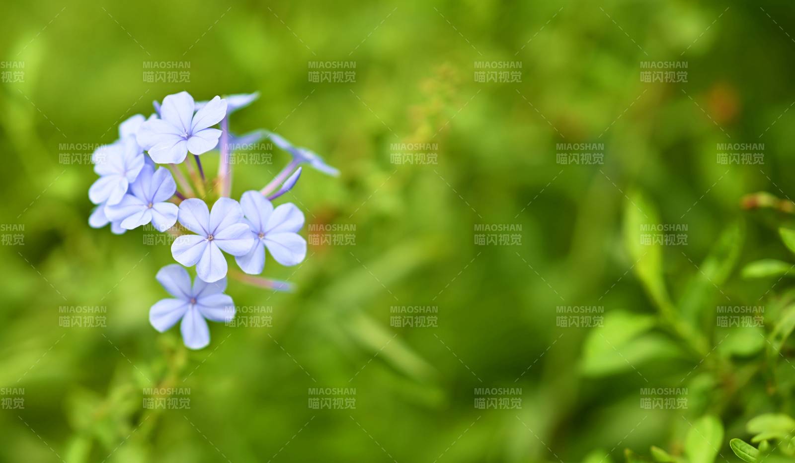 紫色小花在綠葉中綻放