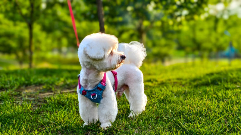 公園里的可愛小狗