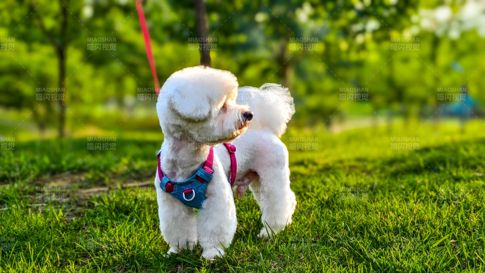 公園里的可愛小狗