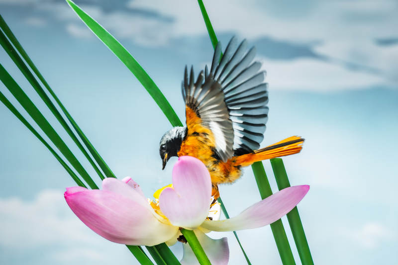 鳥兒停駐蓮花上展翅