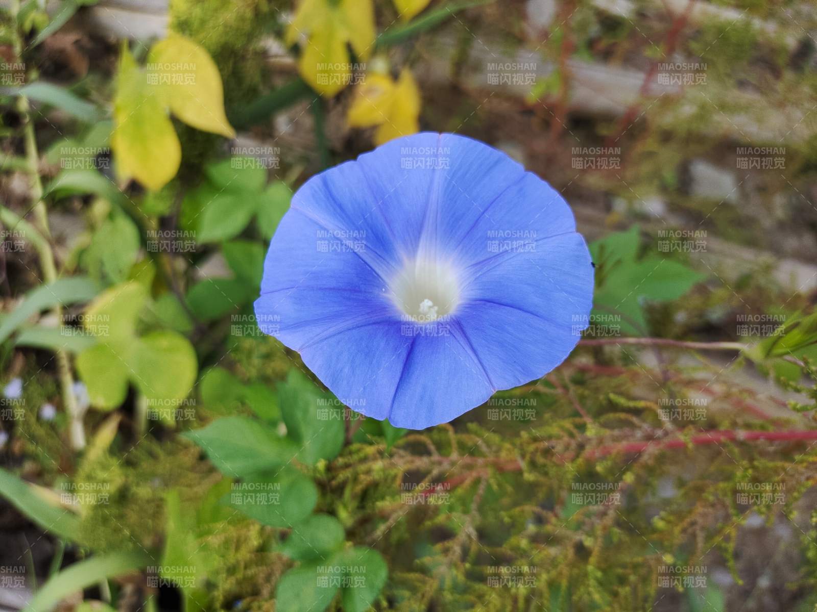 藍(lán)色牽牛花綻放于綠葉間