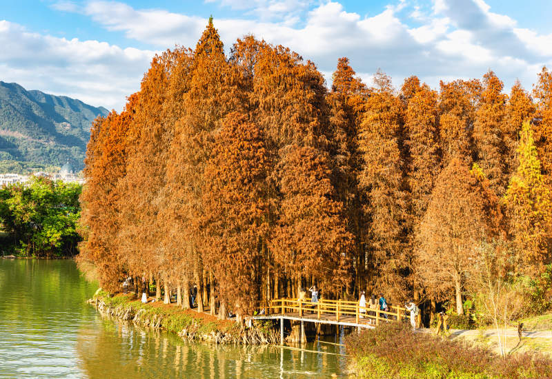 秋日湖畔紅樹林美景