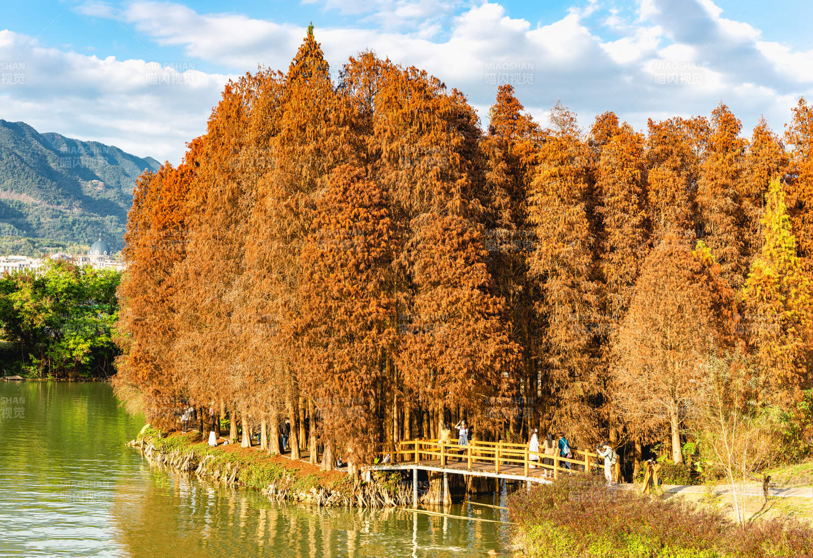 秋日湖畔紅樹林美景