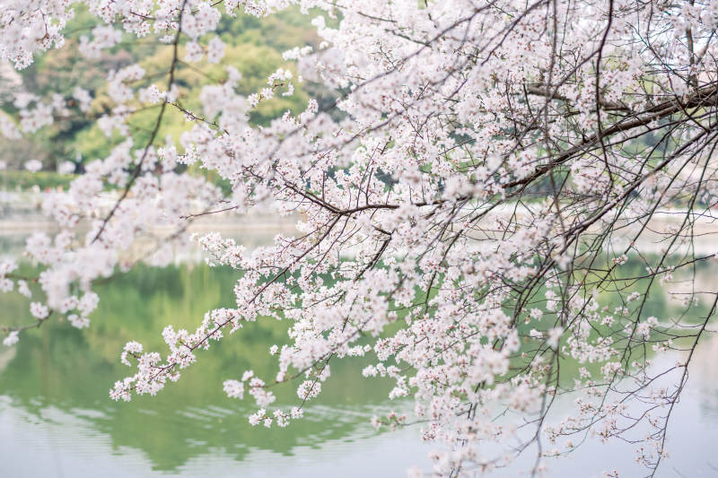 湖畔櫻花盛開美景