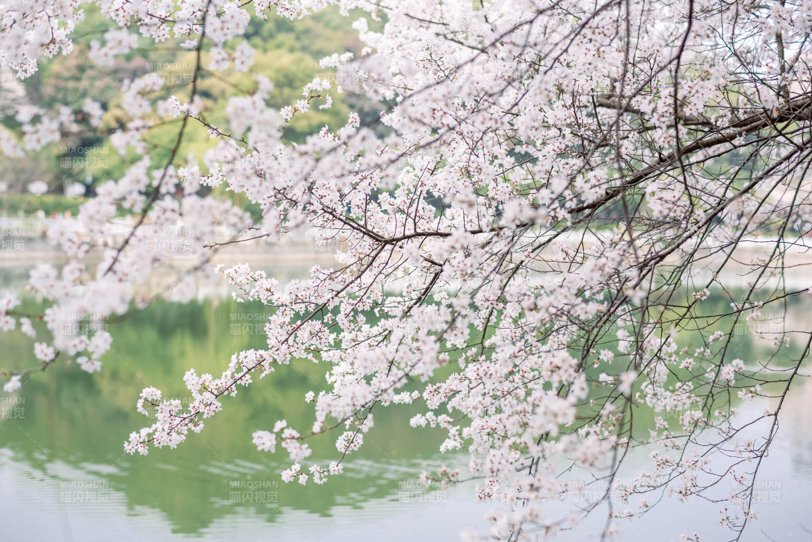 湖畔櫻花盛開美景