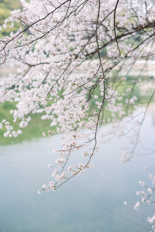 櫻花盛開 湖畔春意濃