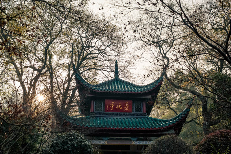 古亭幽林 晨光初照