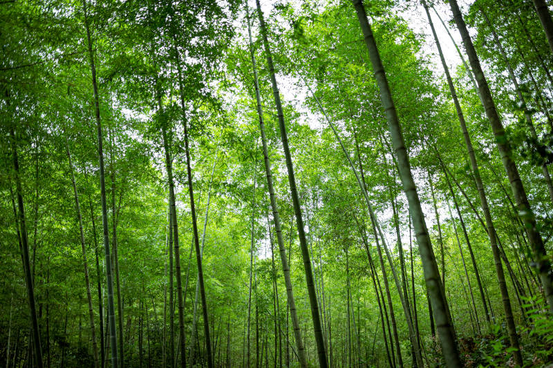 竹林深處綠意濃