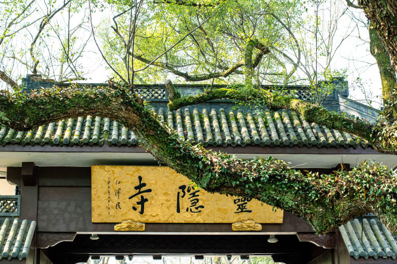 靈隱寺古樹藤蔓環(huán)繞