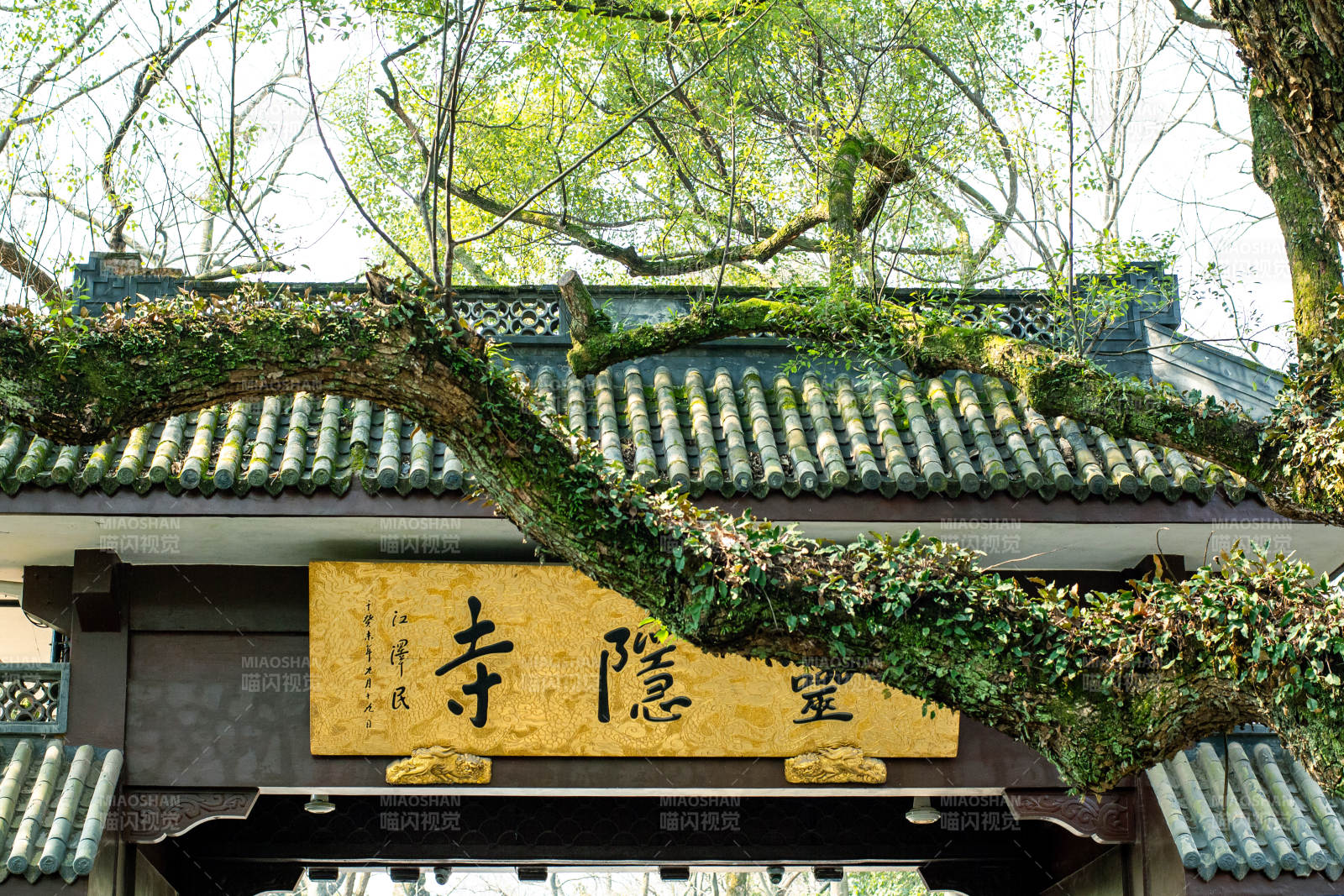 靈隱寺古樹藤蔓環繞
