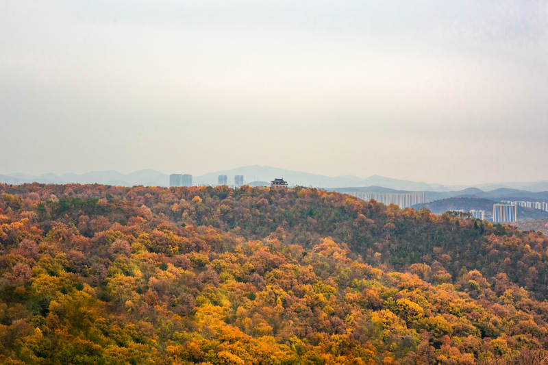 秋林遠山 城市隱約