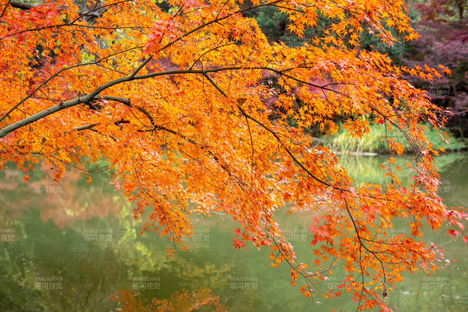 秋日湖畔紅葉映水