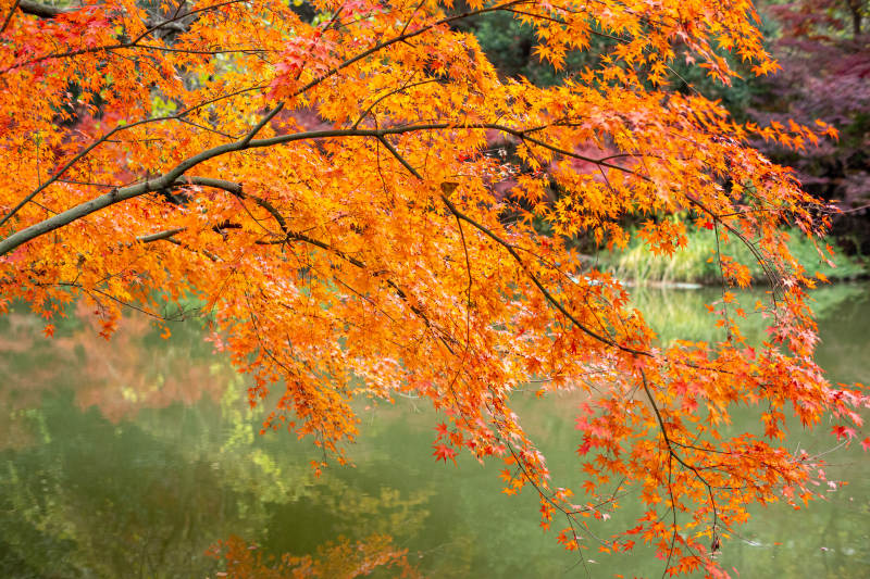 秋日湖畔紅葉映水