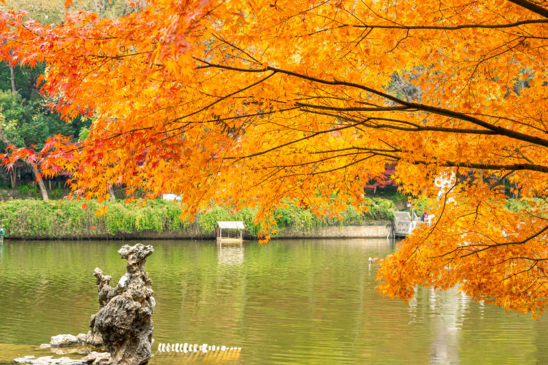 秋色映湖 紅葉如火