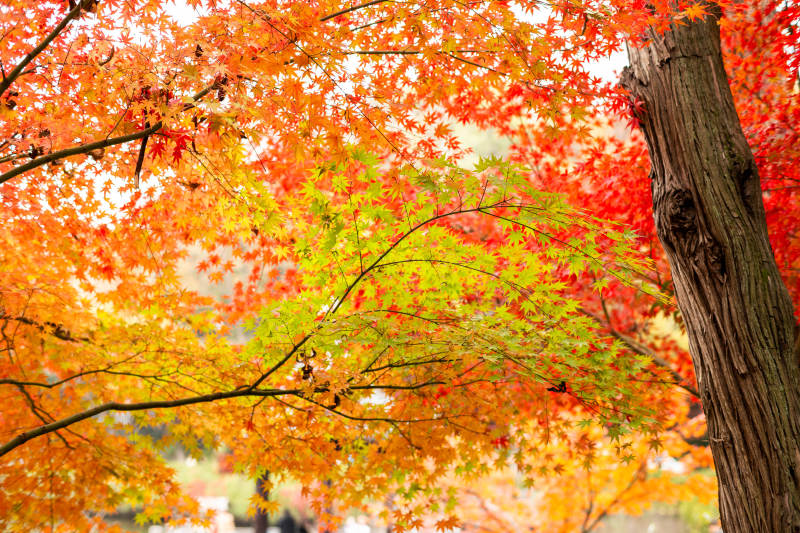 秋日紅葉映天際