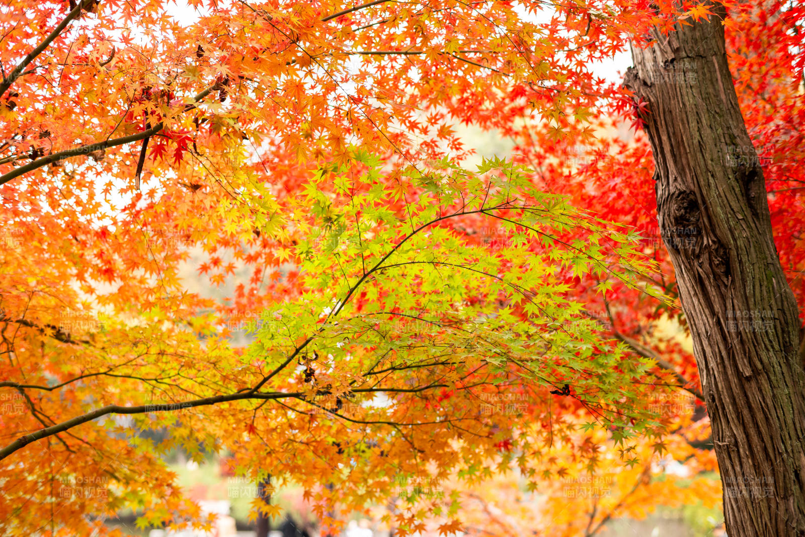 秋日紅葉映天際