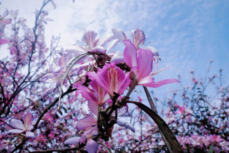紫荊花開映藍天