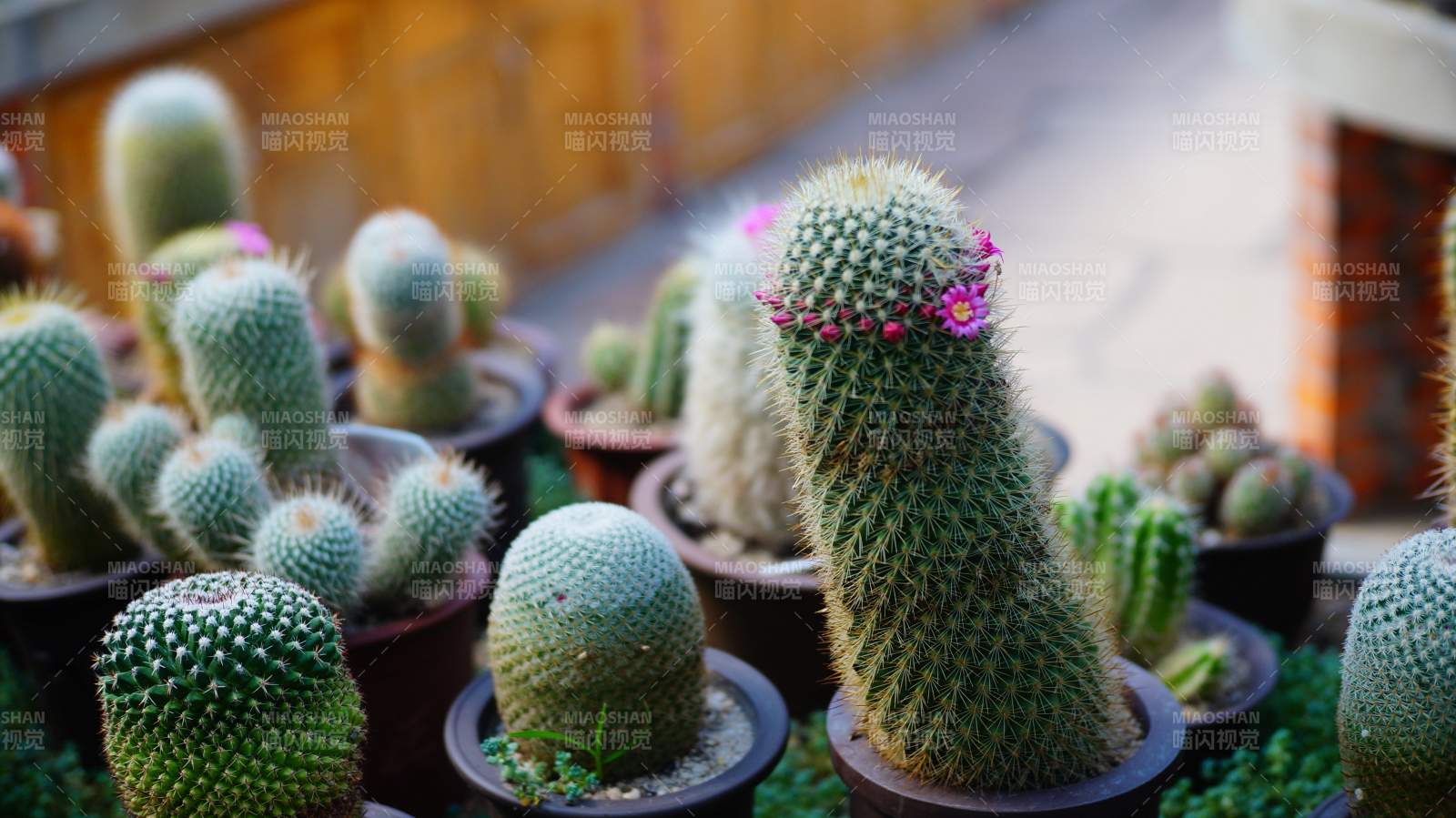 窗臺上的多肉植物