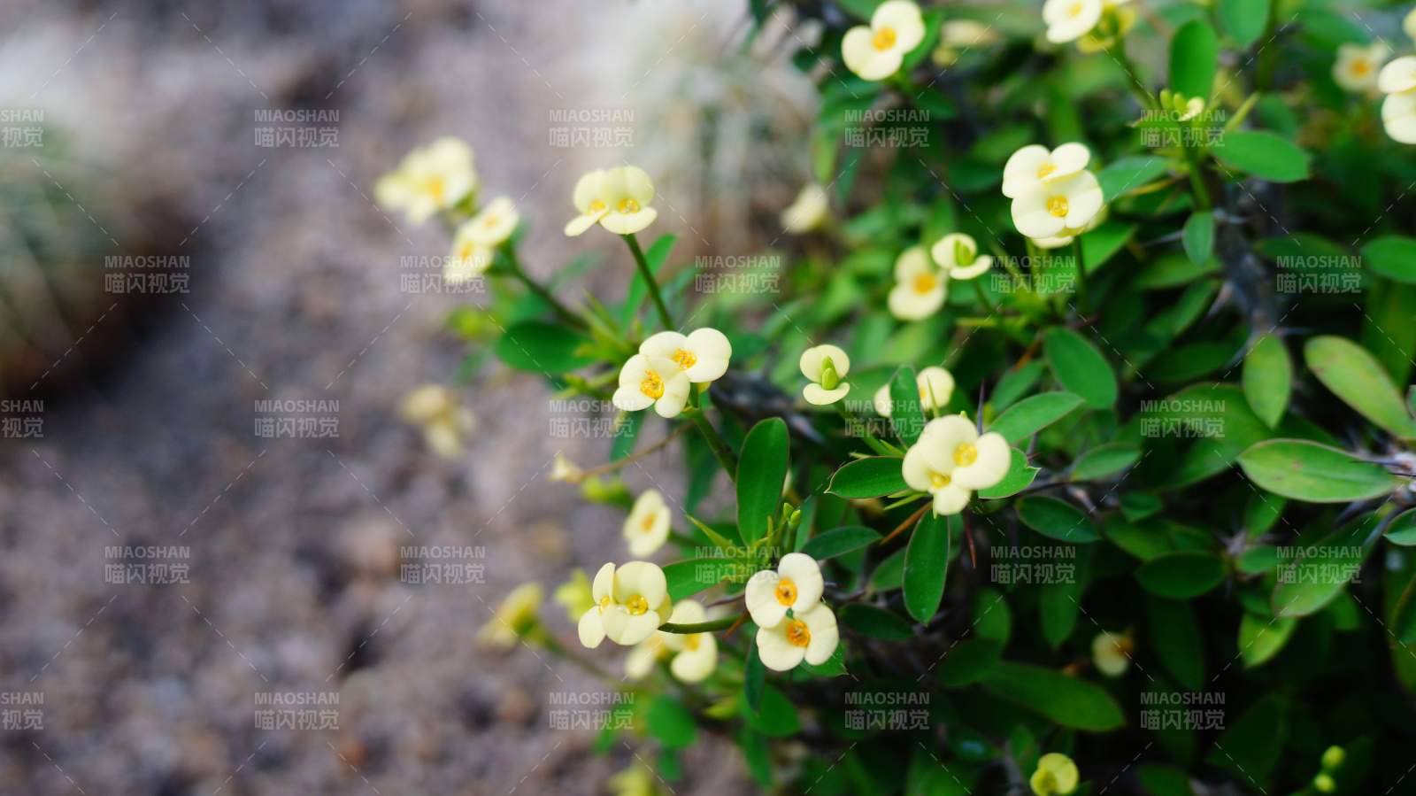 小黃花綻放 綠葉相伴