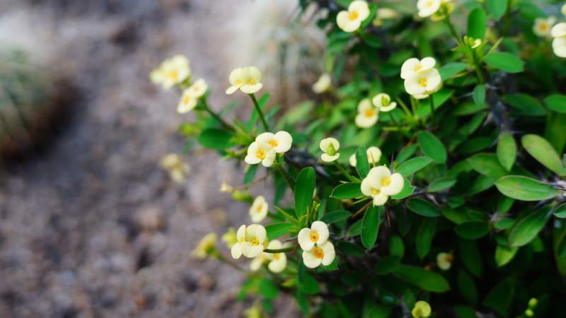 小黃花綻放 綠葉相伴