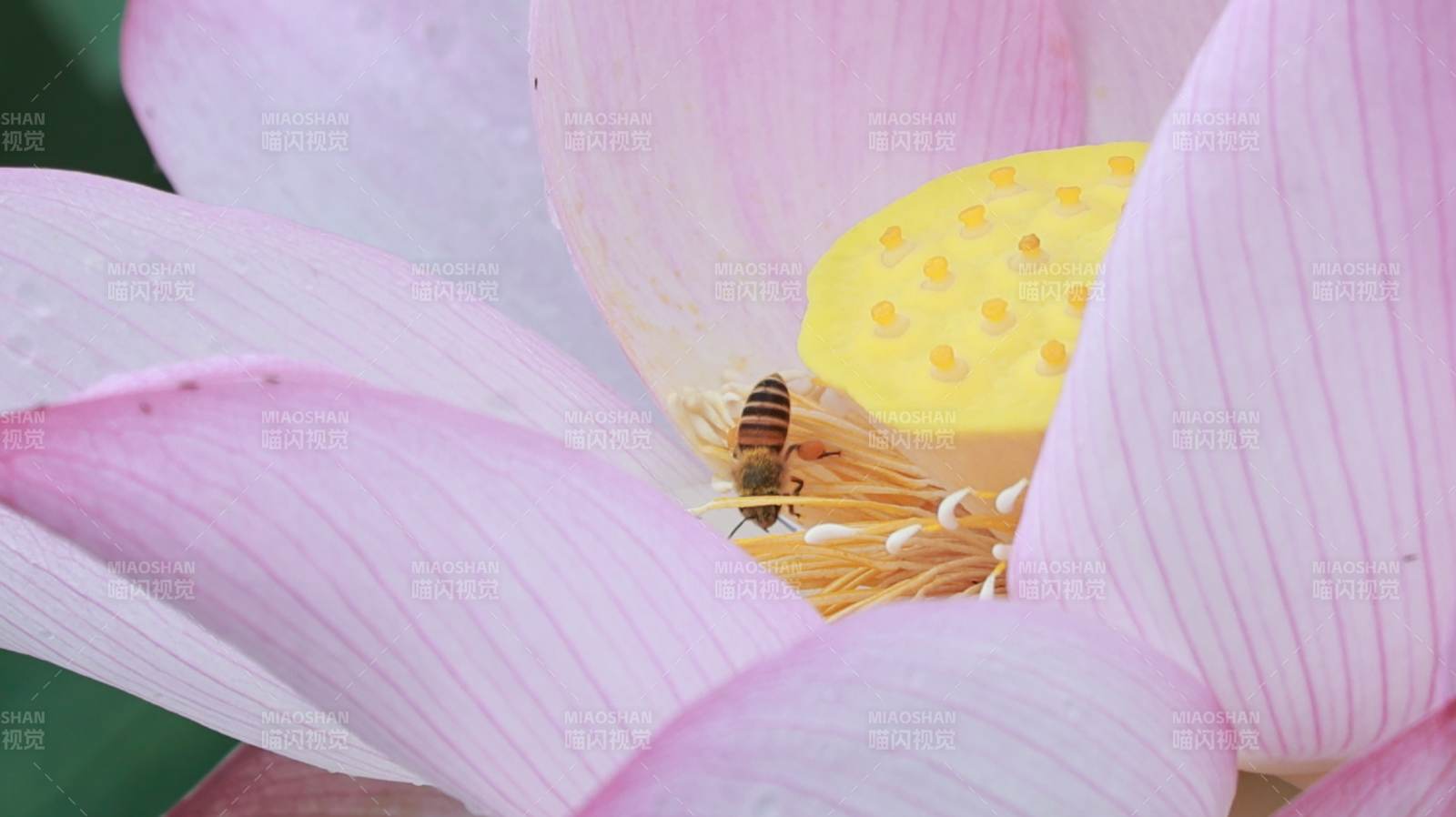蜜蜂采蜜蓮花間