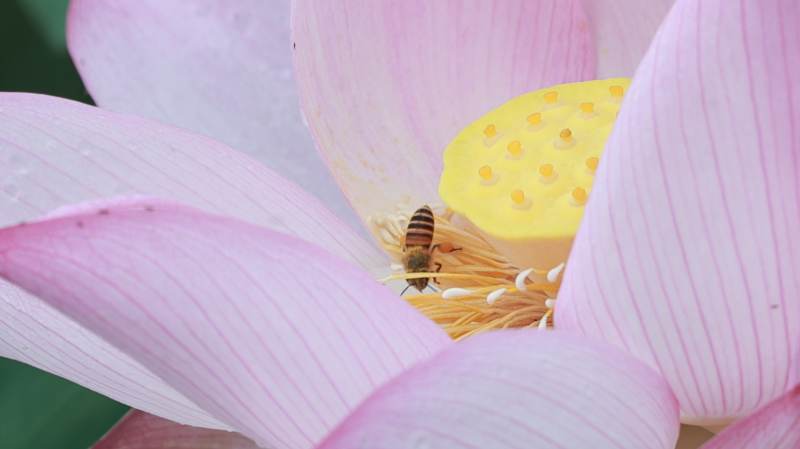 蜜蜂采蜜蓮花間
