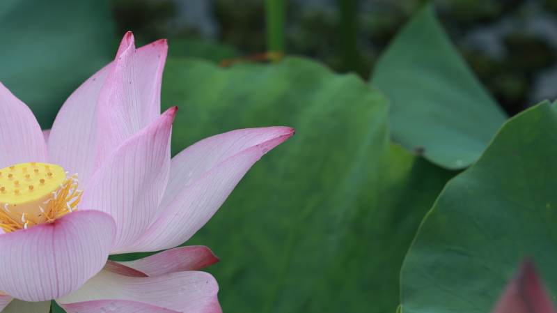 粉色蓮花綻放于綠葉間