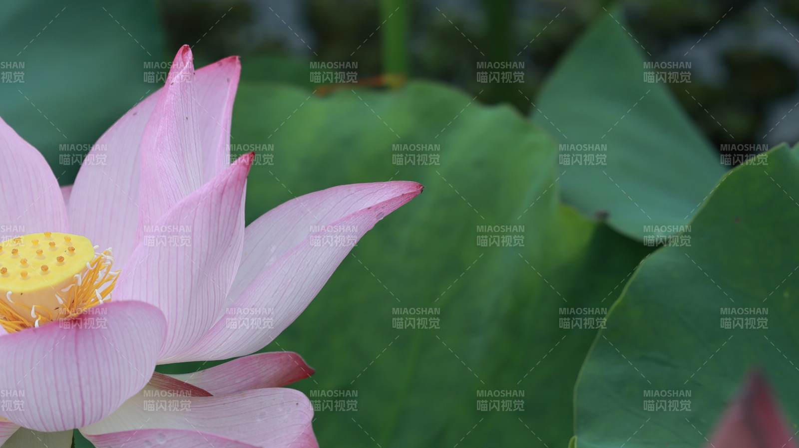 粉色蓮花綻放于綠葉間